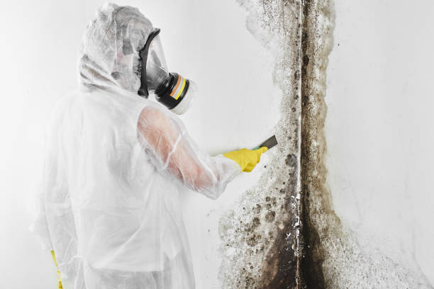 Best Industrial Mold Remediation in San Juan Bautista, CA