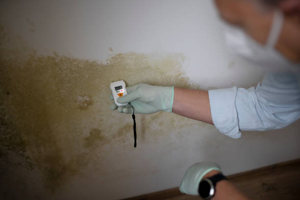 Best Insurance-Related Mold Remediation in San Juan Bautista, CA